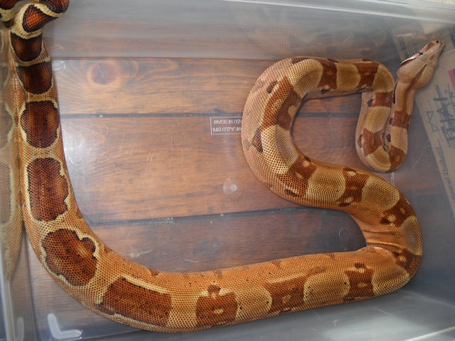 07 Summit Hypo Female pic2