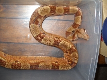 07 Summit Hypo Female