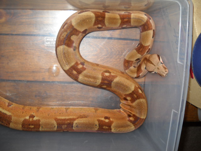 07 Summit Hypo Female