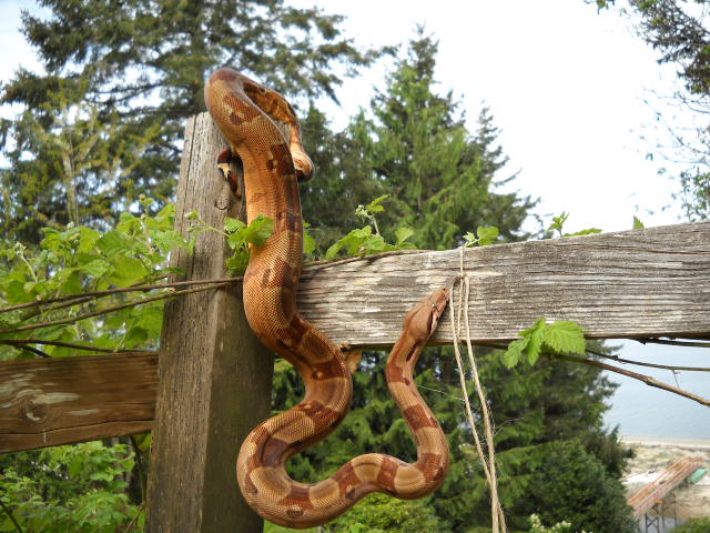 07 Hypo Summit Drusilla 1