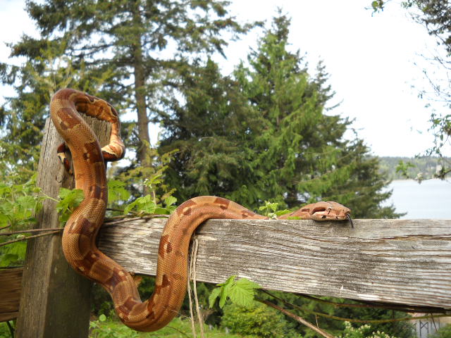 07 Hypo Summit Drusilla 2