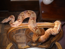 07 Hypo Summit Drusilla 3