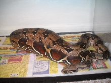 Condoleezza Guyana 11 12 10