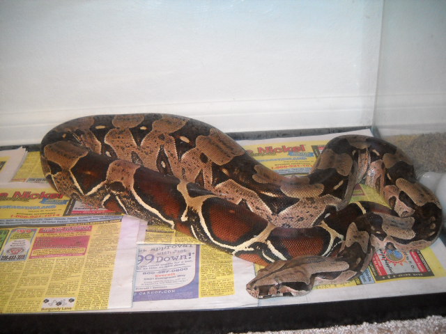 Condoleezza Guyana 11 12 10