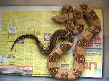 Poss New Columbian Morph