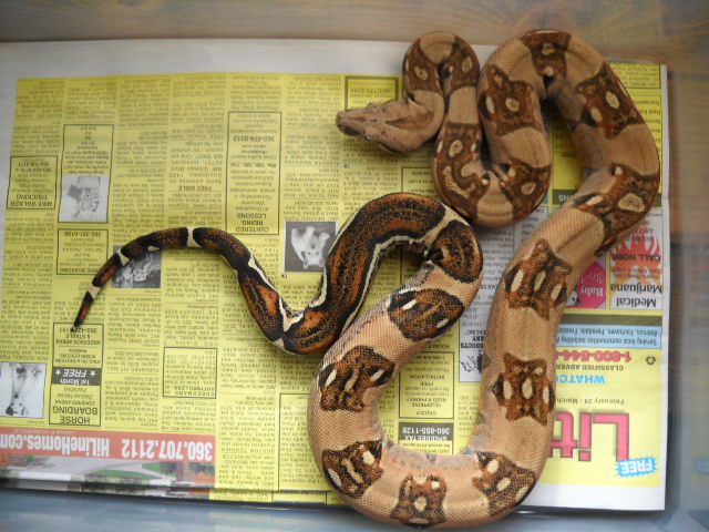 Poss New Columbian Morph