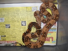 Poss New Columbian Morph pic2