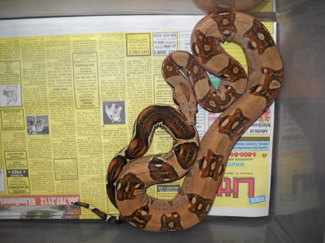 Poss New Columbian Morph pic2