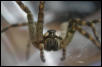 Wolf Spider Close-up
