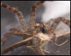 Wolf Spider having lunch