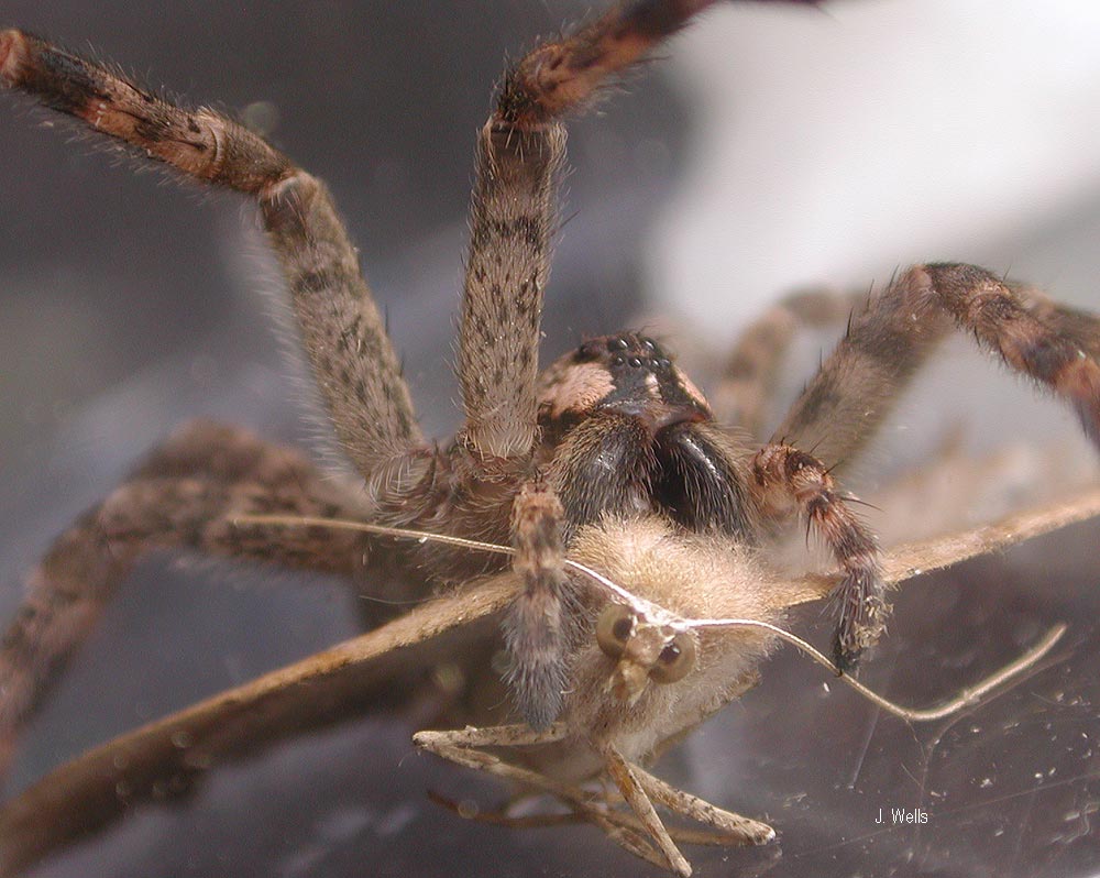 Wolf Spider having lunch