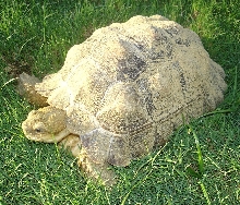 Sulcata 10 "