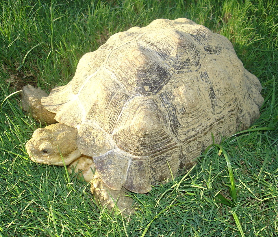 Sulcata 10 "