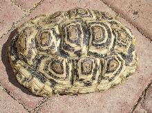 Leopard 7" tortoise