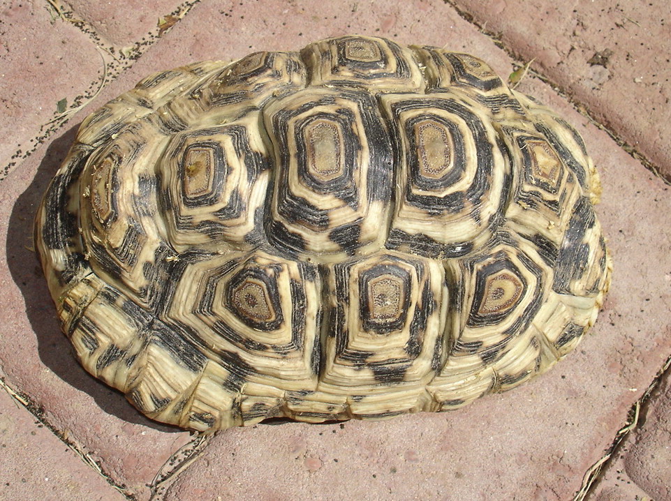 Leopard 7" tortoise
