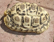 7 " Leopard tortoise for sale