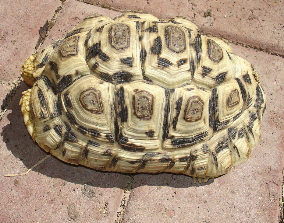 7 " Leopard tortoise for sale