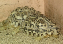 Leopard tortoises for sale