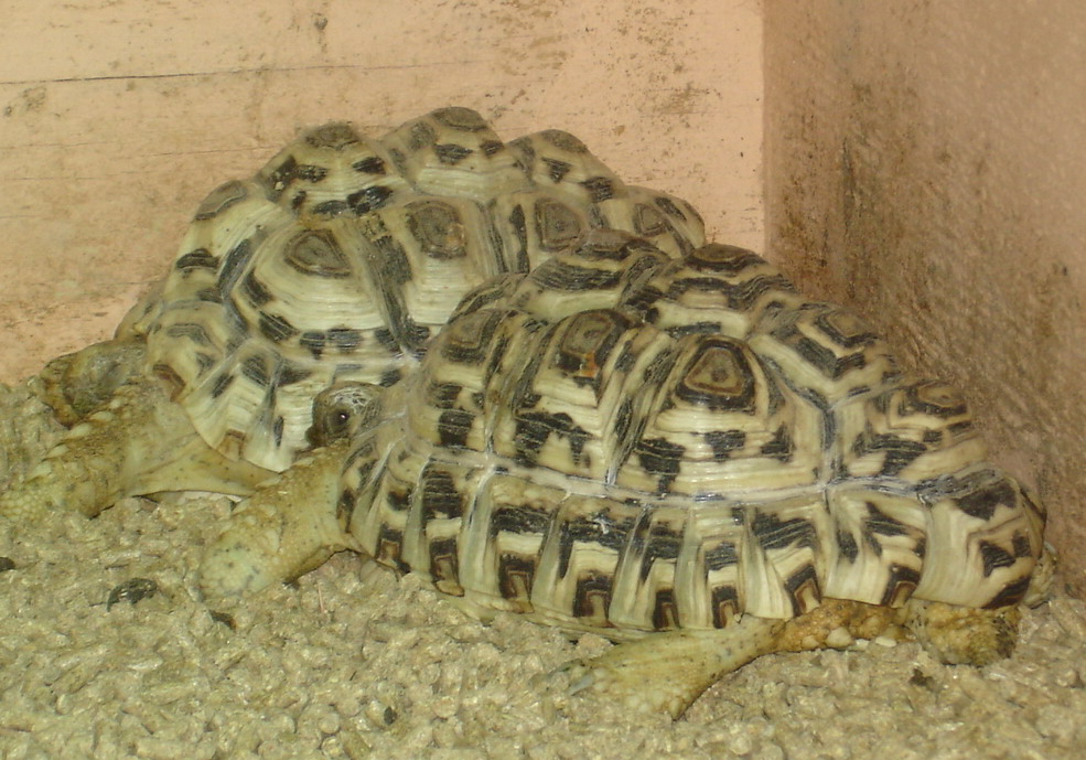 Leopard tortoises for sale