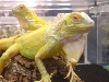 albino