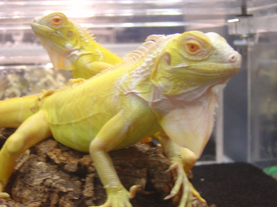 albino