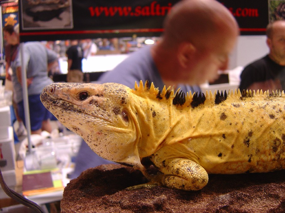 spiny