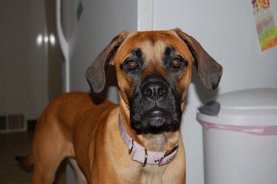 Brandi at 8 months old