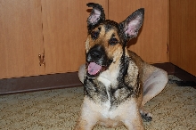 Panzer at 4 years old