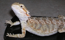 Alvin