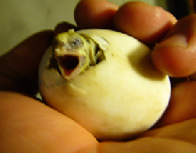 ding! ding!...QUACK!!!