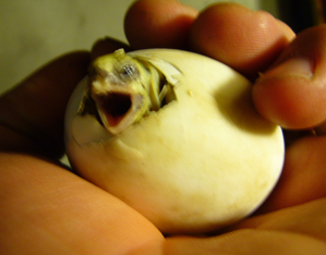 ding! ding!...QUACK!!!