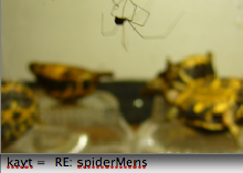 spiderMens