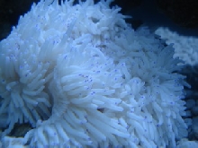 sea1