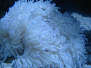 sea1