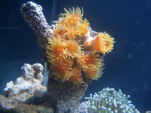 sea