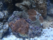 sea2