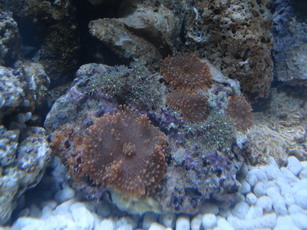sea2