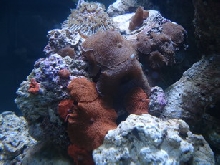 sea3