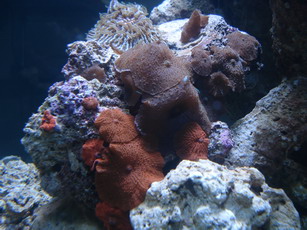 sea3