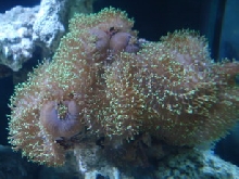 sea4