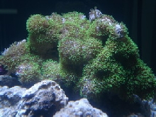 sea5