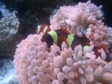 sea6