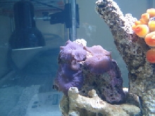 sea7