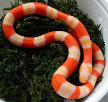 016...albino #2!!
