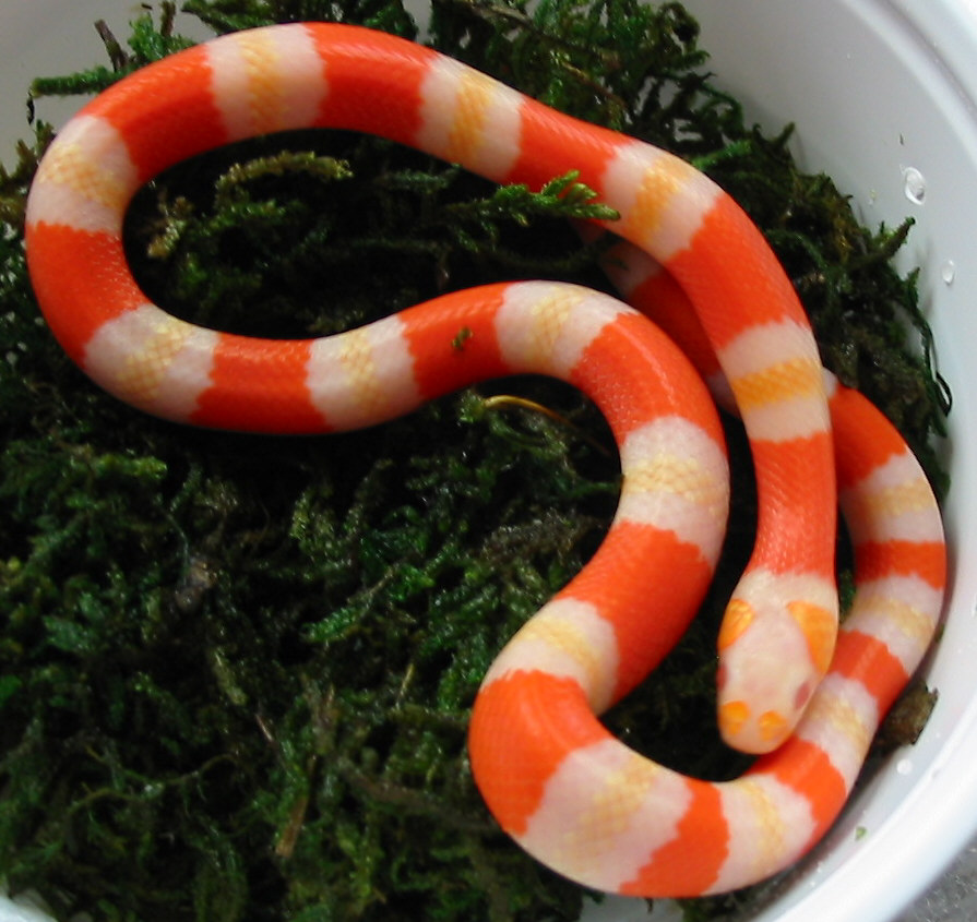 016...albino #2!!