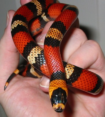 Honduran female, het albino