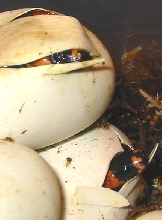 Hondos: first of the season (67% het albino)