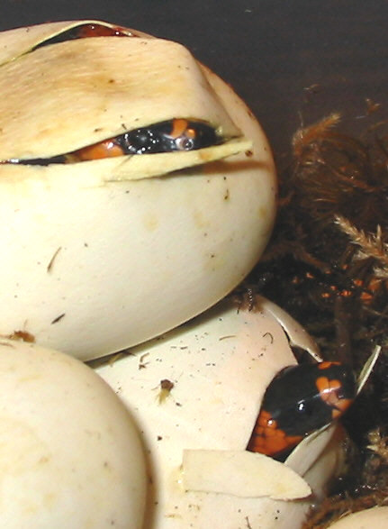 Hondos: first of the season (67% het albino)