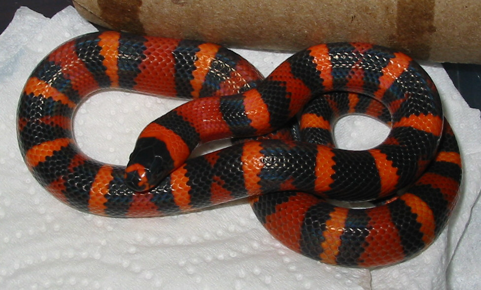 blood orange aberrant honduran3