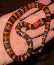 blood orange aberrant honduran1